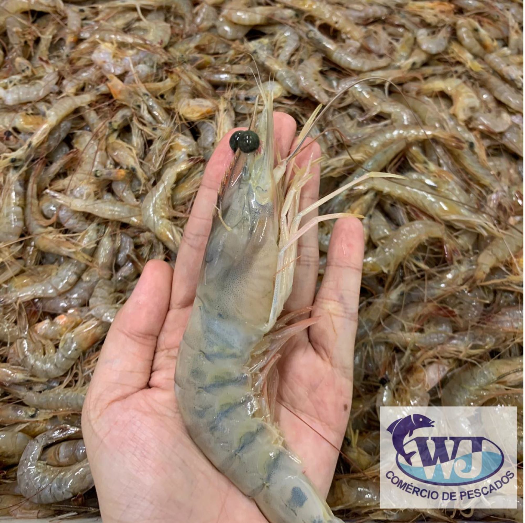wj pescados